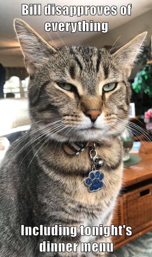 Disapproval | image tagged in cats,funny cats,disapproval,unacceptable,you suck,judgement | made w/ Imgflip meme maker