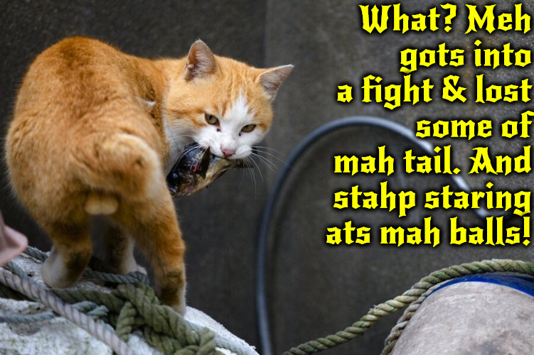 Stahp Staring At Them | What? Meh gots into a fight & lost some of mah tail. And stahp staring ats mah balls! | image tagged in cats,funny cats,funny,balls,staring,fight | made w/ Imgflip meme maker