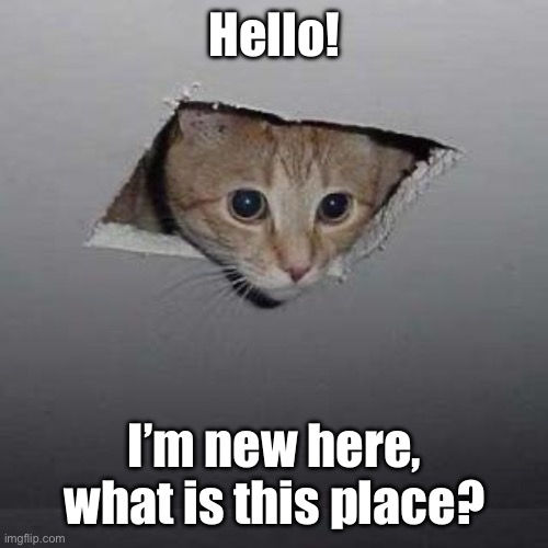 Hi… | Hello! I’m new here, what is this place? | image tagged in memes,ceiling cat | made w/ Imgflip meme maker