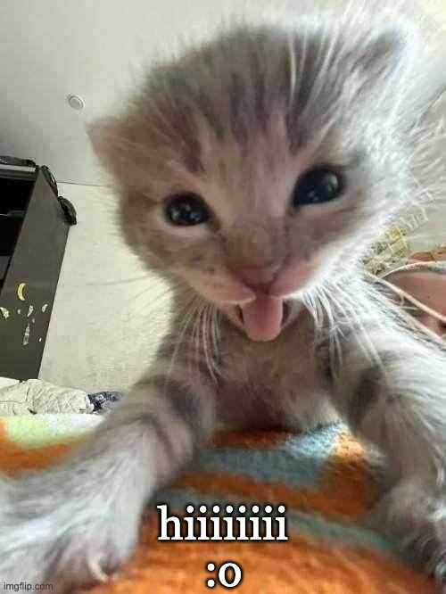 hiii cat | hiiiiiiii :o | image tagged in cat,cats,funny,funny cat,funny cats,kittens | made w/ Imgflip meme maker
