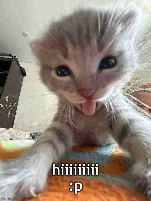 hi :p cat | hiiiiiiiii
:p | image tagged in cat | made w/ Imgflip meme maker