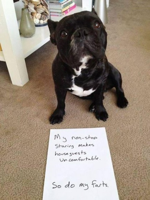 Farting And Staring | image tagged in dogs,funny dogs,shameless,shame,farts,staring | made w/ Imgflip meme maker