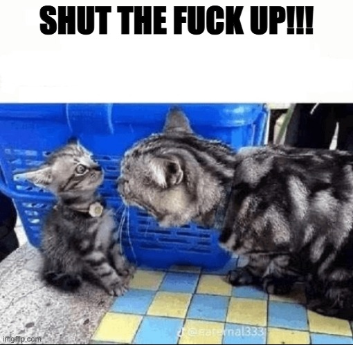 Cat yelling to a kitten | SHUT THE FUCK UP!!! | image tagged in cat yelling to a kitten | made w/ Imgflip meme maker