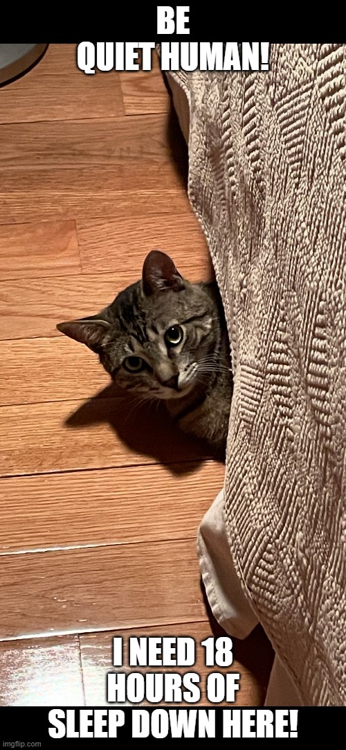 I Need 18 Hours of Sleep! | BE QUIET HUMAN! I NEED 18 HOURS OF SLEEP DOWN HERE! | image tagged in fun,memes,relatable,pets,cats,funny cats | made w/ Imgflip meme maker