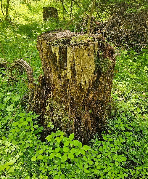 THIS OLD MOSSY STUMP IN THE FOREST | image tagged in forest,moss,nature | made w/ Imgflip meme maker