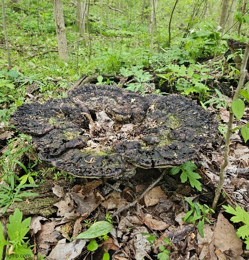 THIS GIANT MUSHROOM WE FOUND DEEP IN THE FOREST | image tagged in mushroom,forest,nature | made w/ Imgflip meme maker