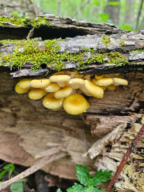 THIS BATCH OF GOLDEN OYSTERS! | image tagged in mushrooms,mushroom,forest,nature | made w/ Imgflip meme maker