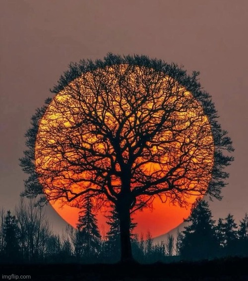 A PERFECT SHOT! | image tagged in tree,the sun,awesome | made w/ Imgflip meme maker