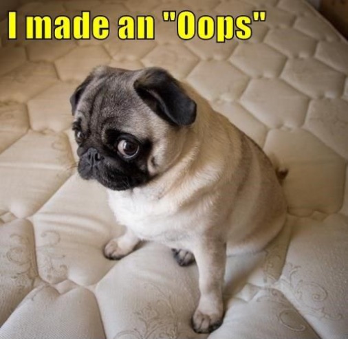 An Oops | image tagged in dogs,funny dog memes,bad dog,oops,guilty,cute dog | made w/ Imgflip meme maker