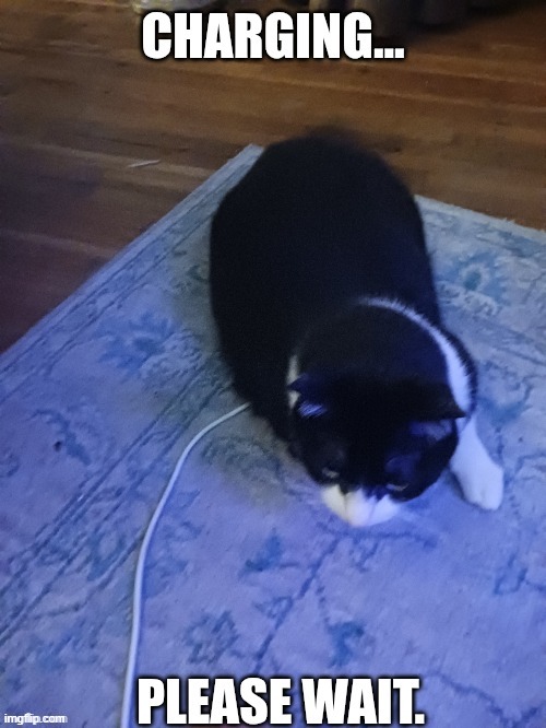 Stand back when fully charged | image tagged in memes,cats,funny | made w/ Imgflip meme maker