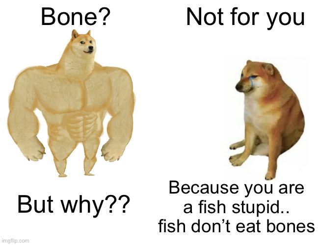 Bone?? | Bone? Not for you; Because you are a fish stupid.. fish don’t eat bones; But why?? | image tagged in memes,buff doge vs cheems | made w/ Imgflip meme maker