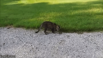 Dinner fights back | image tagged in gifs,cat,chimpmunk | made w/ Imgflip video-to-gif maker