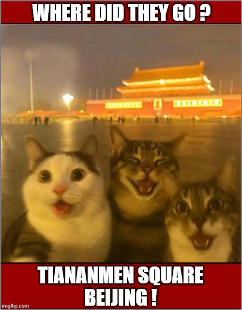 When Cats Disappear For Days ! | WHERE DID THEY GO ? TIANANMEN SQUARE
BEIJING ! | image tagged in cats,disappeared,china | made w/ Imgflip meme maker