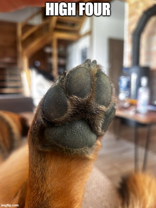 High four | HIGH FOUR | image tagged in doggo,high five | made w/ Imgflip meme maker