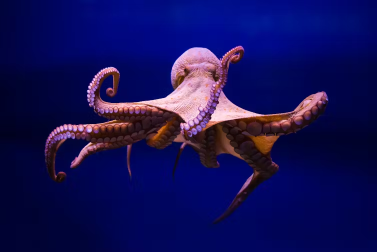 Octopus friend Blank Meme Template