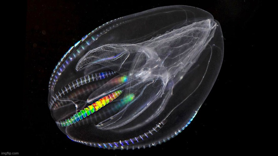 comb jelly | made w/ Imgflip meme maker
