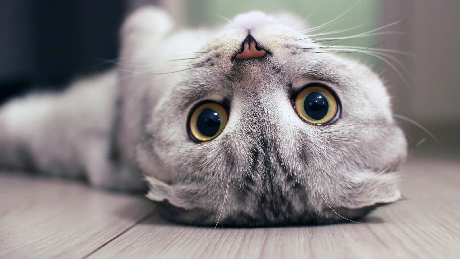 goofy upside-down cat Blank Meme Template