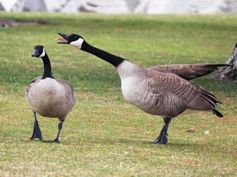 High Quality American Goose Blank Meme Template