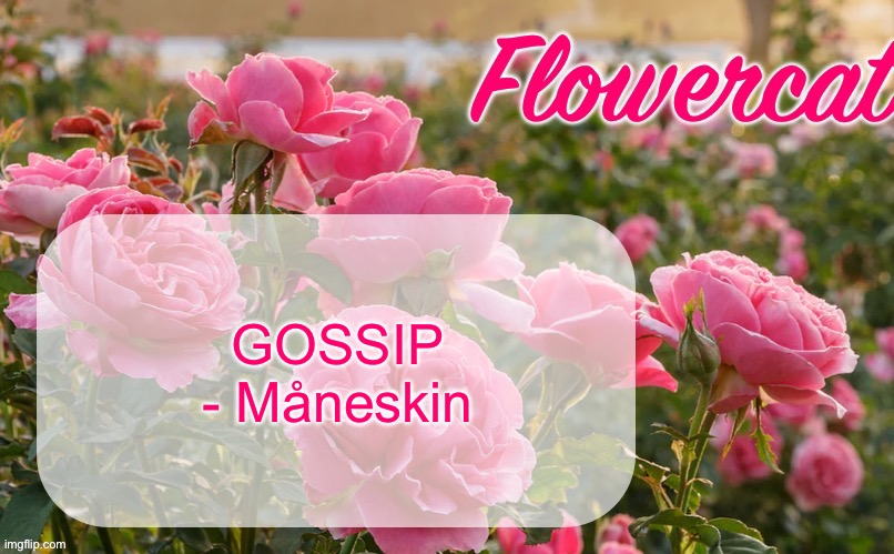 Ik it’s kind of a TikTok song but it’s so good | GOSSIP - Måneskin | image tagged in flowercat template | made w/ Imgflip meme maker