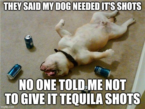 drunk dog | THEY SAID MY DOG NEEDED IT'S SHOTS; NO ONE TOLD ME NOT TO GIVE IT TEQUILA SHOTS | image tagged in drunk dog | made w/ Imgflip meme maker