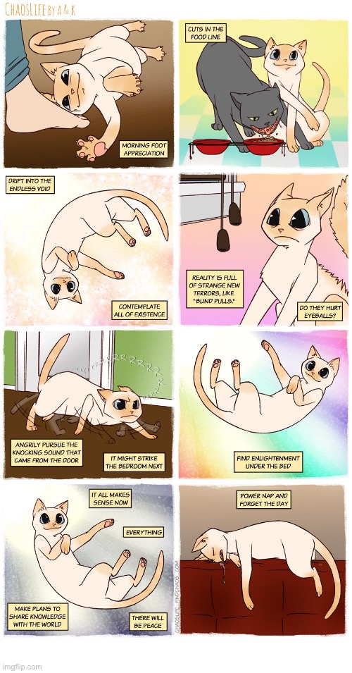 image tagged in cats,comics,a cats day,encounters | made w/ Imgflip meme maker
