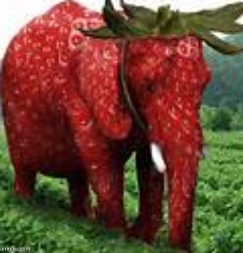 Strawberry elephant | image tagged in strawberry elephant | made w/ Imgflip meme maker
