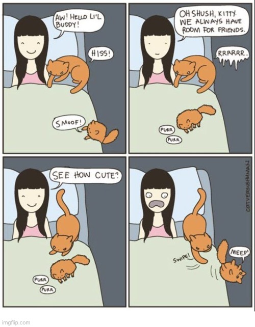 image tagged in cats,comics,jealous cat,territorial | made w/ Imgflip meme maker