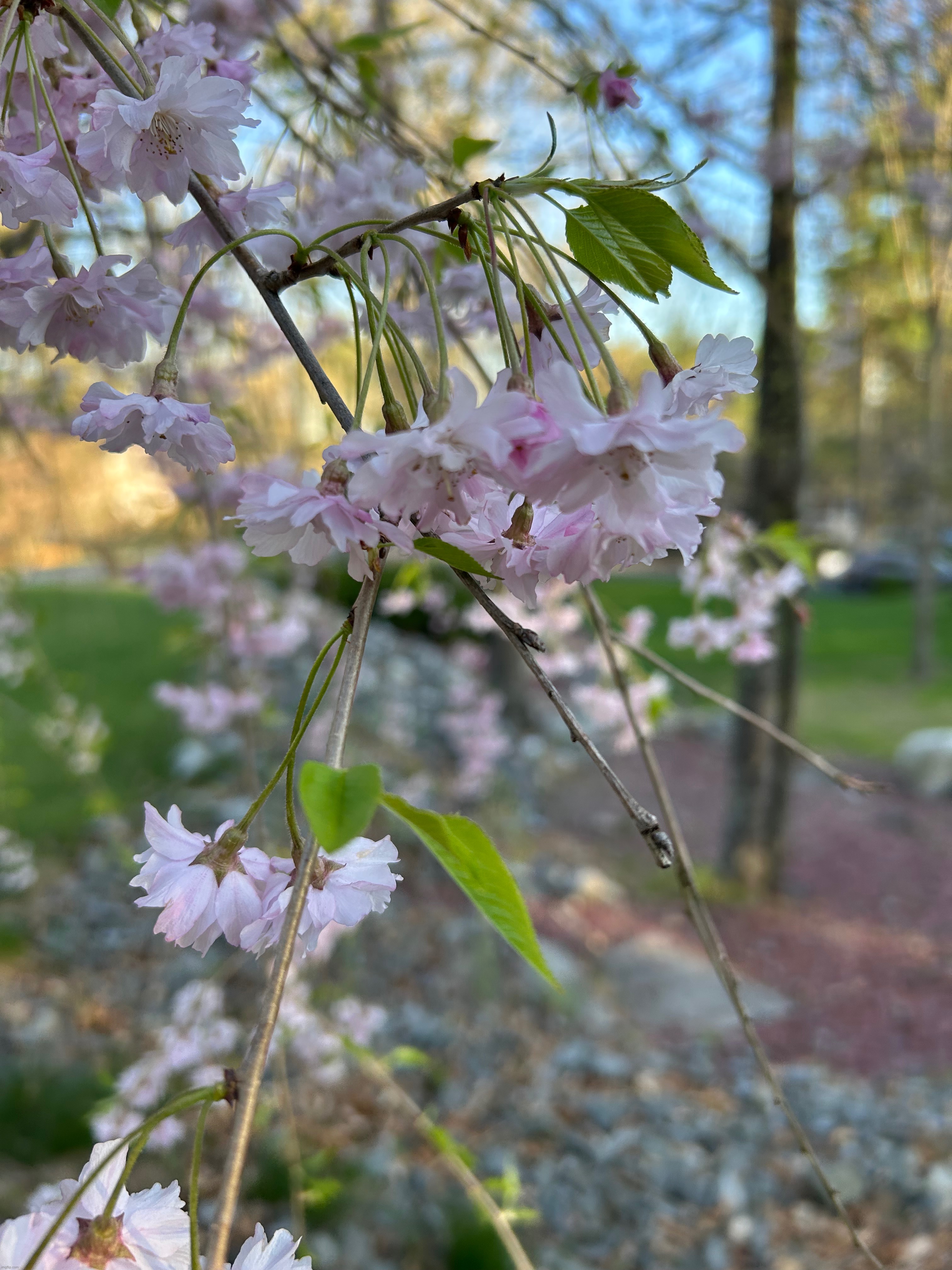 Flowers outside my house | made w/ Imgflip meme maker