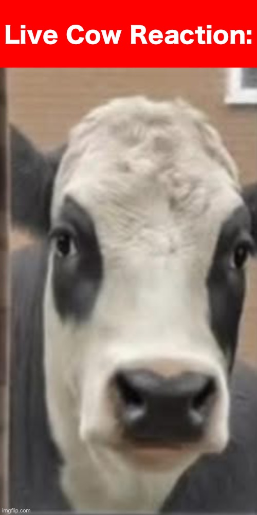 Live Cow Reaction: | made w/ Imgflip meme maker