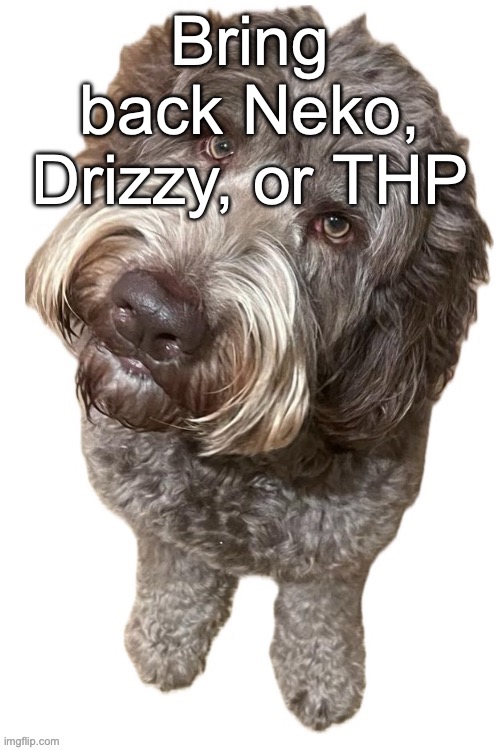Norther's dog | Bring back Neko, Drizzy, or THP | image tagged in norther's dog,voting game s8 | made w/ Imgflip meme maker
