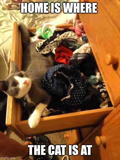 Home | HOME IS WHERE; THE CAT IS AT | image tagged in you're home early,funny memes | made w/ Imgflip meme maker