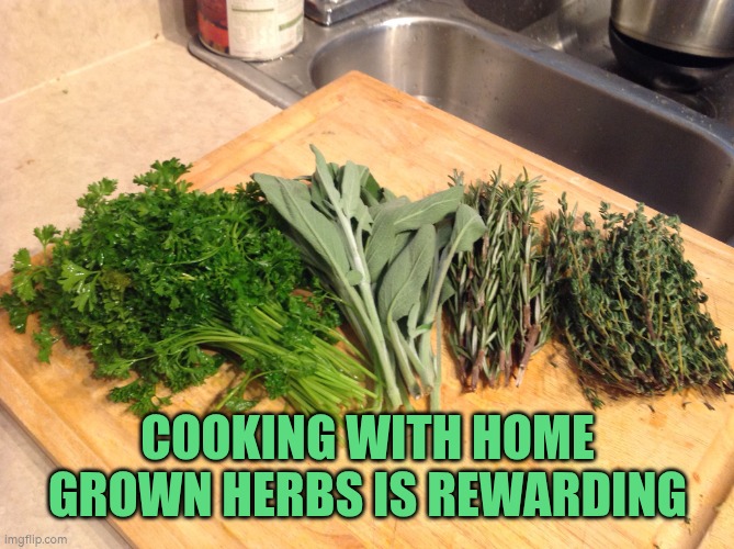 Cooking with home grown herbs | COOKING WITH HOME GROWN HERBS IS REWARDING | image tagged in gardening,herbs,cooking | made w/ Imgflip meme maker