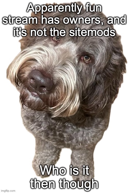 Norther's dog | Apparently fun stream has owners, and it's not the sitemods; Who is it then though | image tagged in norther's dog | made w/ Imgflip meme maker