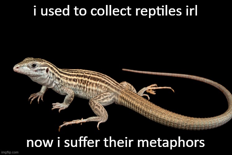 New Mexico Whiptail Lizard | i used to collect reptiles irl now i suffer their metaphors | image tagged in new mexico whiptail lizard | made w/ Imgflip meme maker