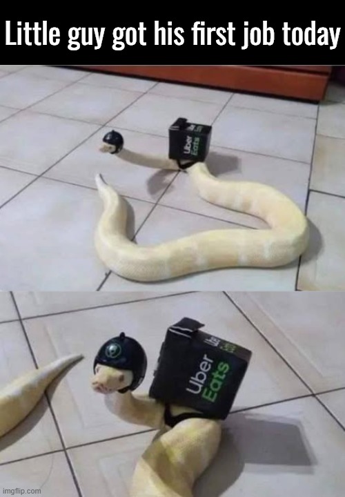 Snaek | Little guy got his first job today | image tagged in memez,snake,uber eats,upvote for good luck or something,just giv me the pointz vro,do it now | made w/ Imgflip meme maker