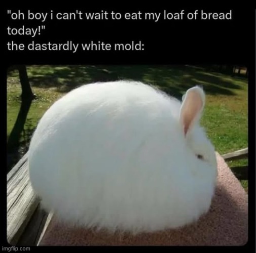 When the breads out of date by 1 day: | made w/ Imgflip meme maker
