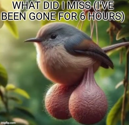 bird with balls | WHAT DID I MISS (I'VE BEEN GONE FOR 6 HOURS) | image tagged in bird with balls | made w/ Imgflip meme maker