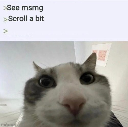 Cat looks inside | See msmg; Scroll a bit | image tagged in cat looks inside | made w/ Imgflip meme maker