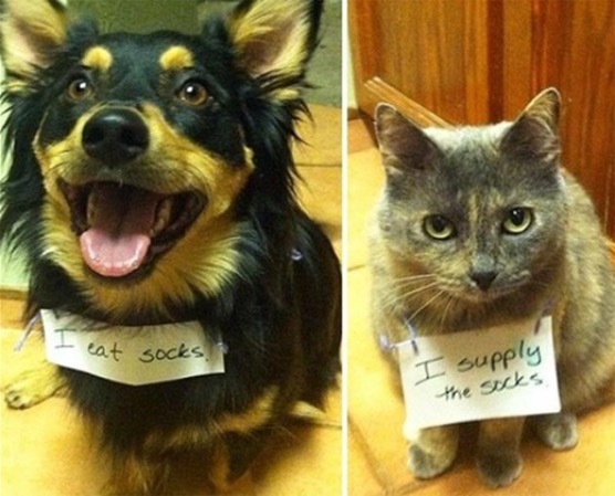 A pair of socks | image tagged in dogs,funny dogs,cats,funny cats,eating,drug dealer cat | made w/ Imgflip meme maker