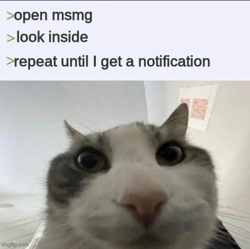 am I the only one who does this? | open msmg; look inside; repeat until I get a notification | image tagged in cat looks inside | made w/ Imgflip meme maker