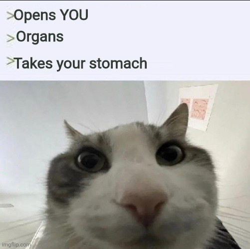 Cat looks inside | Opens YOU; Organs; Takes your stomach | image tagged in cat looks inside | made w/ Imgflip meme maker