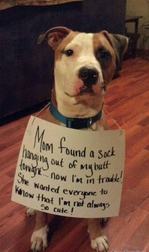 Sock Butt | image tagged in dogs,funny dog memes,bad dog,sock,butt,shame | made w/ Imgflip meme maker