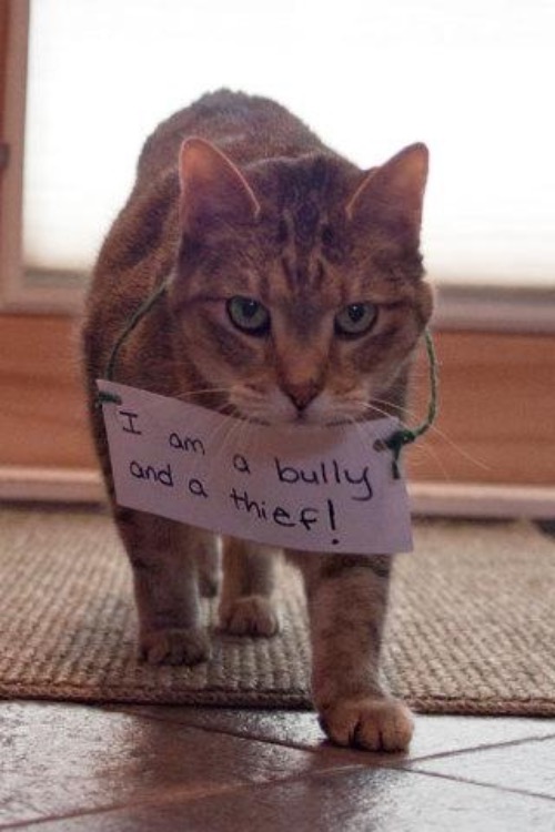 And He's Proud Of It | image tagged in cats,funny cat memes,proud,bully,thief,shameless | made w/ Imgflip meme maker