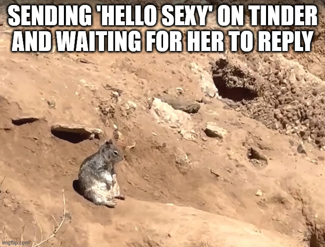 Squirrel contemplating existence | SENDING 'HELLO SEXY' ON TINDER
AND WAITING FOR HER TO REPLY | image tagged in squirrel | made w/ Imgflip meme maker