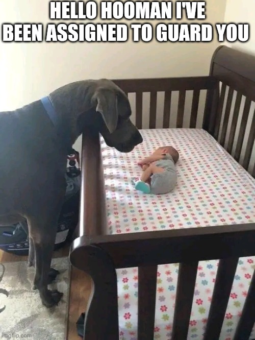 Hello Hooman I've Been Assigned To Guard You | HELLO HOOMAN I'VE BEEN ASSIGNED TO GUARD YOU | image tagged in chrisjoines1 | made w/ Imgflip meme maker