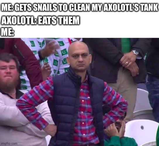Disappointed Man | AXOLOTL: EATS THEM; ME: GETS SNAILS TO CLEAN MY AXOLOTL’S TANK; ME: | image tagged in disappointed man | made w/ Imgflip meme maker