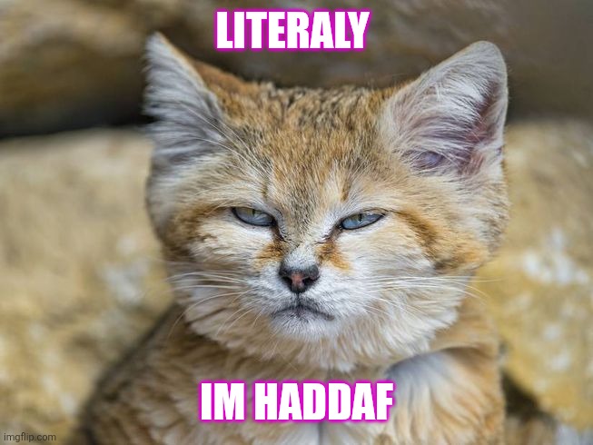 sand cat | LITERALY; IM HADDAF | image tagged in sand cat,mascot,world cup,world cup club,cat,mascotverse | made w/ Imgflip meme maker