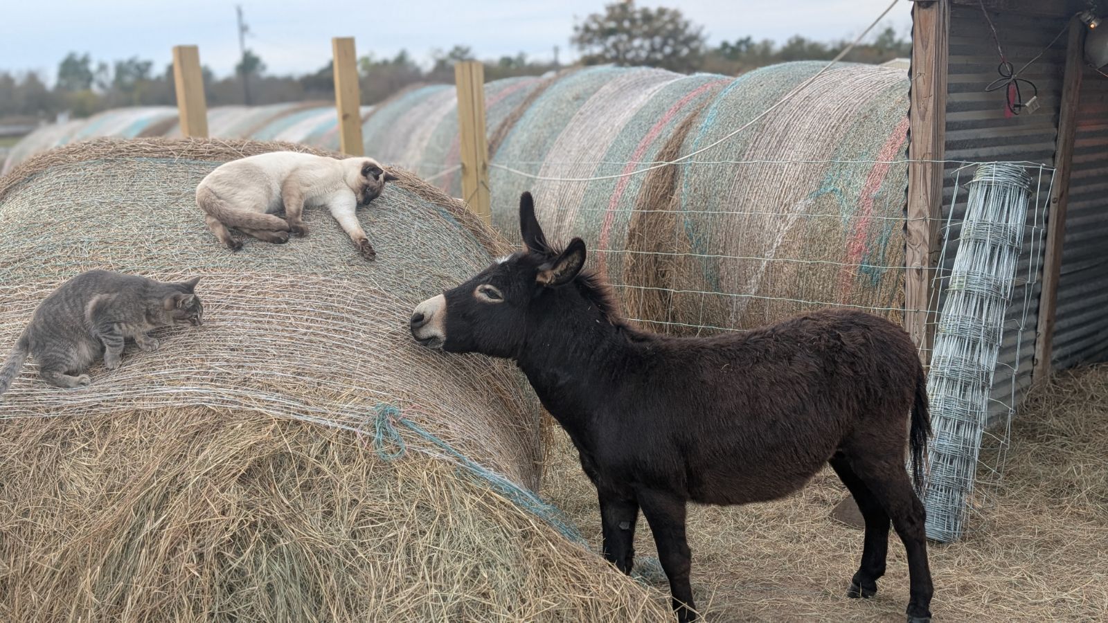 Little donkey Blank Meme Template