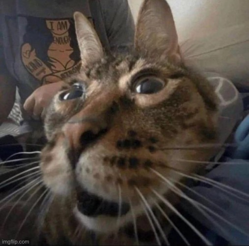 image tagged in weird fucking cat | made w/ Imgflip meme maker