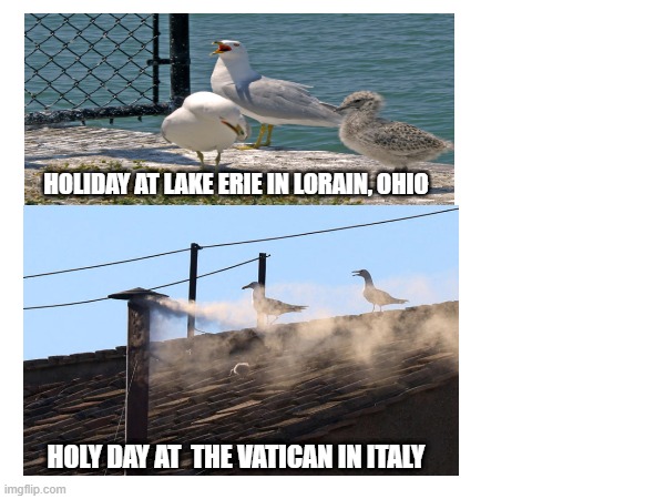 Lake Erie Seagulls | HOLIDAY AT LAKE ERIE IN LORAIN, OHIO; HOLY DAY AT  THE VATICAN IN ITALY | image tagged in seagulls | made w/ Imgflip meme maker